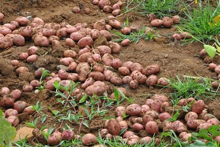 中药材什么肥料有助长根？中药材用什么肥料可以生根？