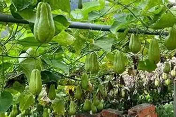 佛手瓜如何种植