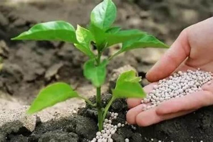 花生后期追肥使用什么肥料