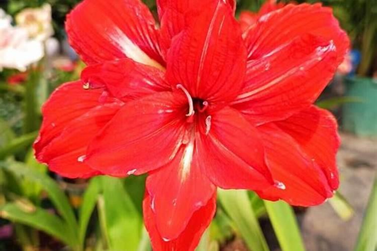 树木发芽要求是什么？