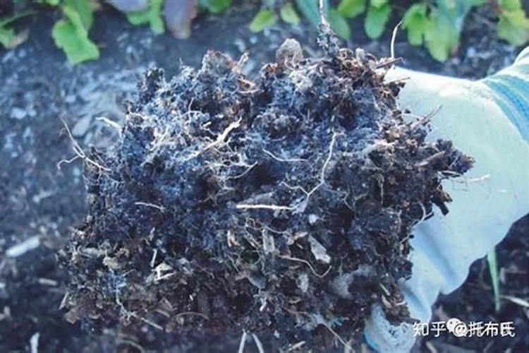 浓缩营养液花肥的使用方法 浓缩营养液花肥如何使用