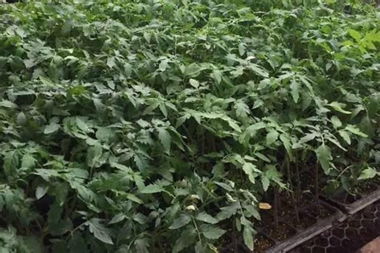 西红柿什么时候施肥 西红柿施肥时间