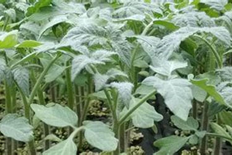 西红柿地上育苗怎么种