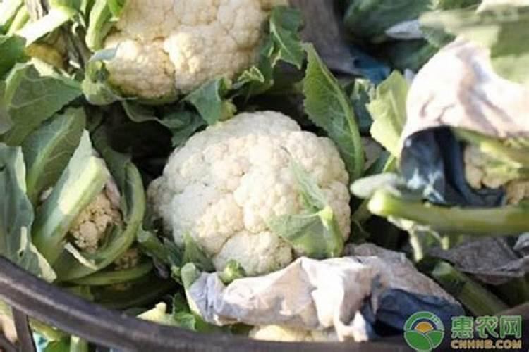 种植花生:氮,磷,钾肥最佳配比是多少。中微量元素都需要那些。百度知 ...
