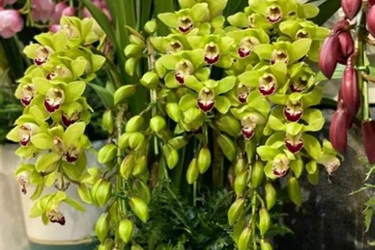 蕙兰什么时候开花结果(蕙兰花期的最佳时间)