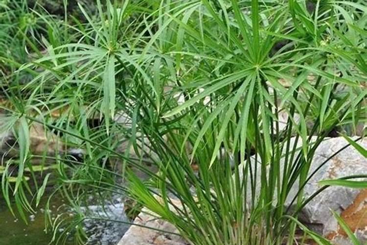 水竹施什么肥料