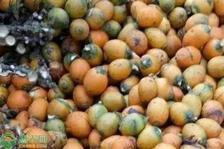 槟榔追肥方法时间