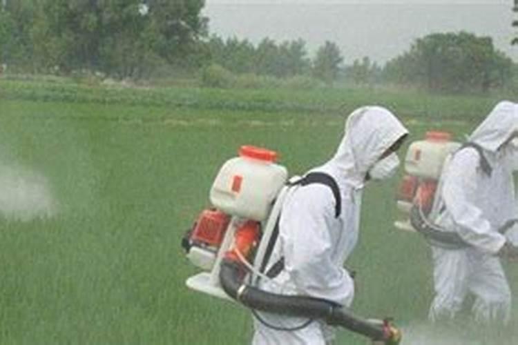 水稻打过除草剂几天后可以撒肥