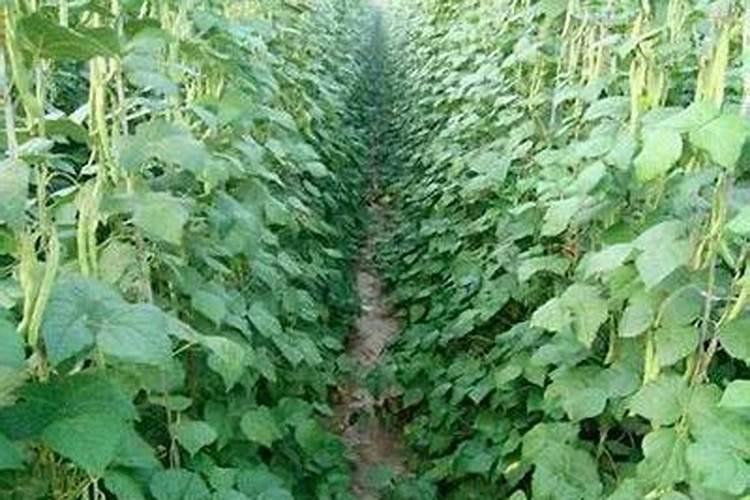 象耳芋可以用硼肥防虫片吗