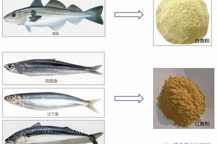 国产锦鲤鱼粮该怎么选？
