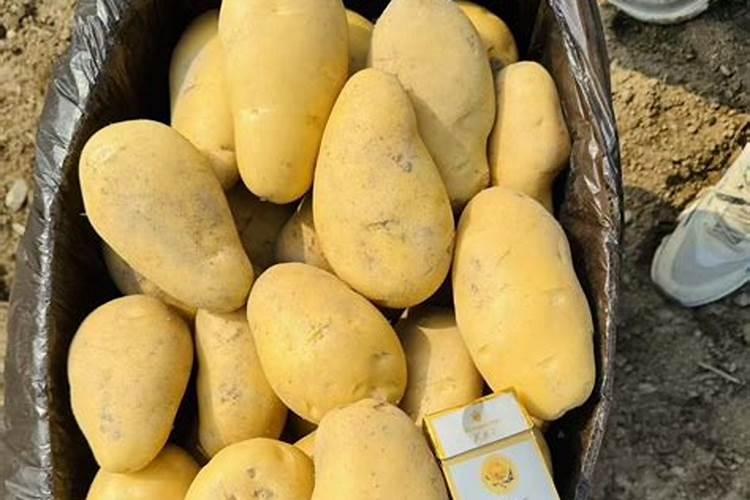 芭田复合肥:土豆种植户的最爱