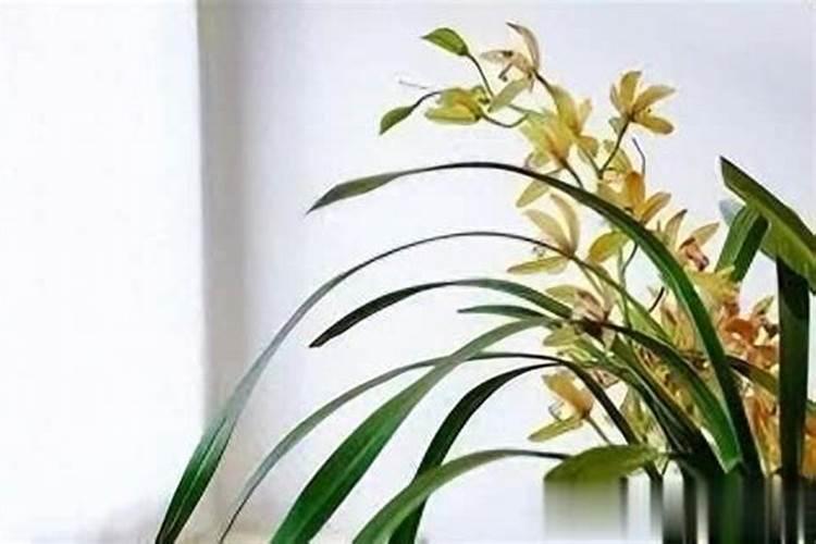 多肉植物施什么肥最好