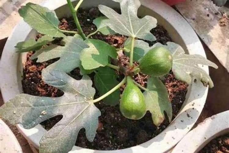 无花果施肥的正确方法