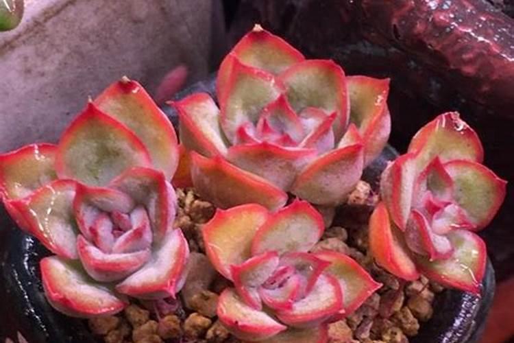 我在多肉表面撒了些复合肥会不会烧死