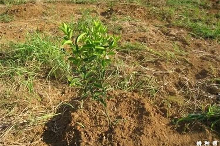 柑橘施肥时间表