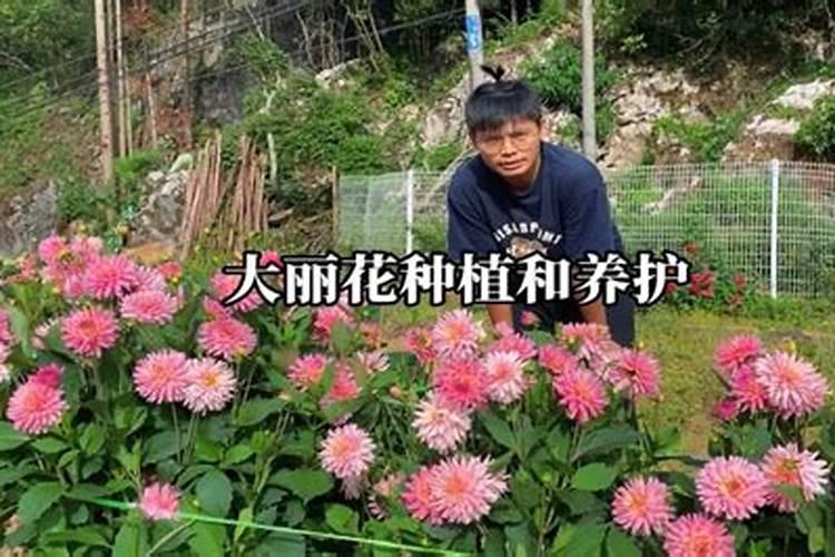 大丽花花期施什么肥料最好