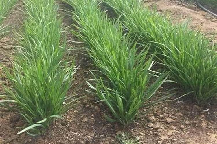 中医到底为什么会认为牡蛎补钙比钙片还要好？