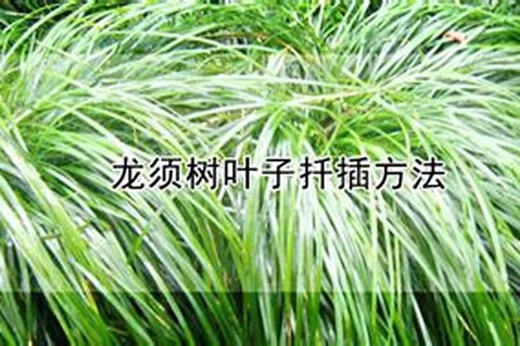 香松盆栽养殖方法 需要注意这几点