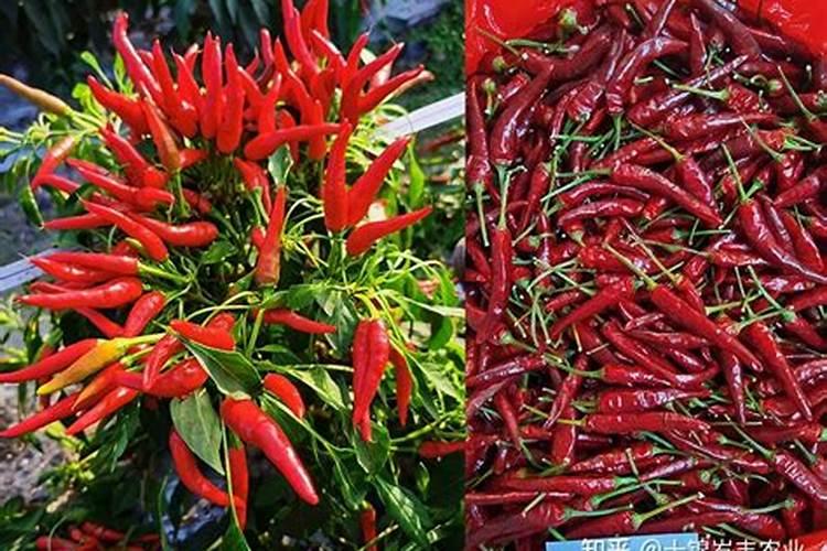 种玫瑰什么时候放肥料？