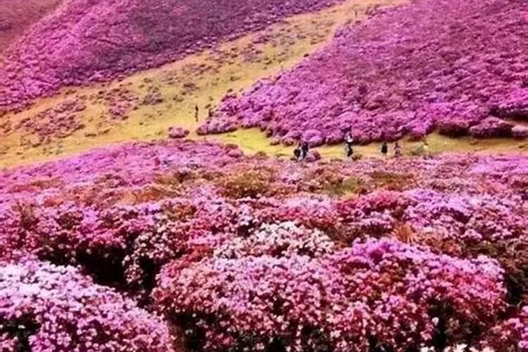 杜鹃花带芽怎么施肥？施肥需要水吗？