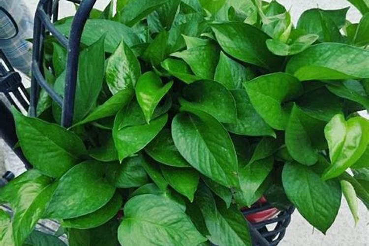 怎样让绿萝疯长