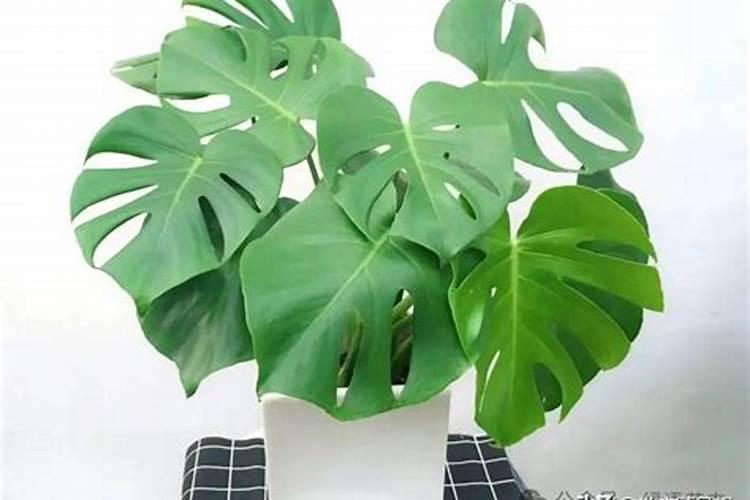 龟背竹施什么肥最好