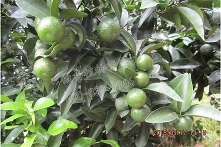...不知火等湖北不耐寒的信息,那我应该种植什么好呢？