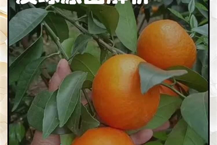 柑橘什么时候弯枝最好