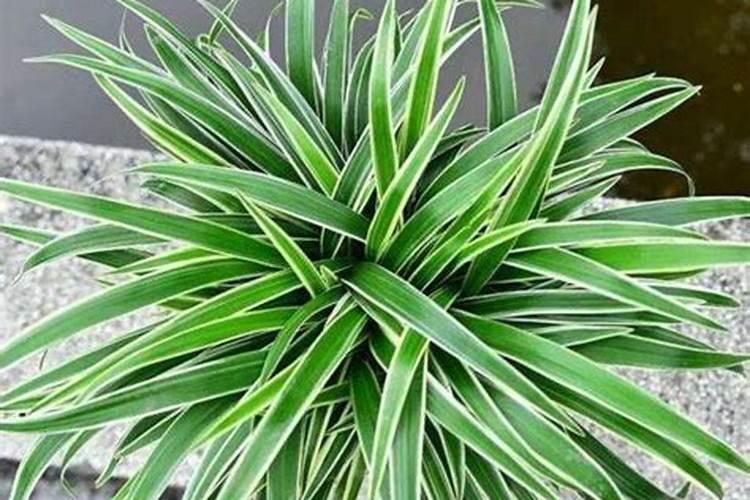 如何给吊兰施肥长得旺