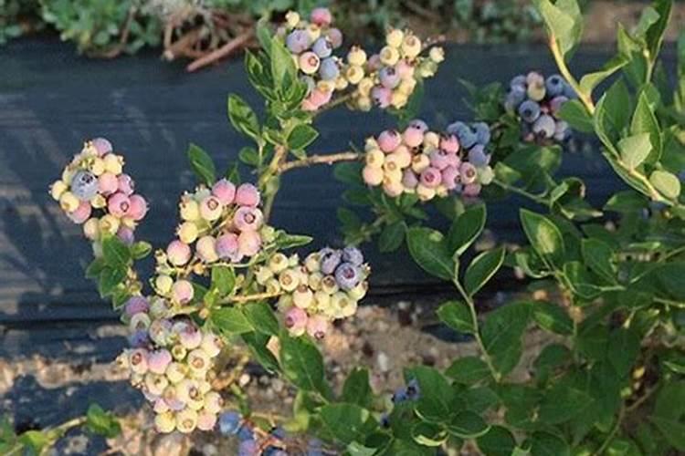 刚买的四年生的蓝莓开花了,怎么施肥