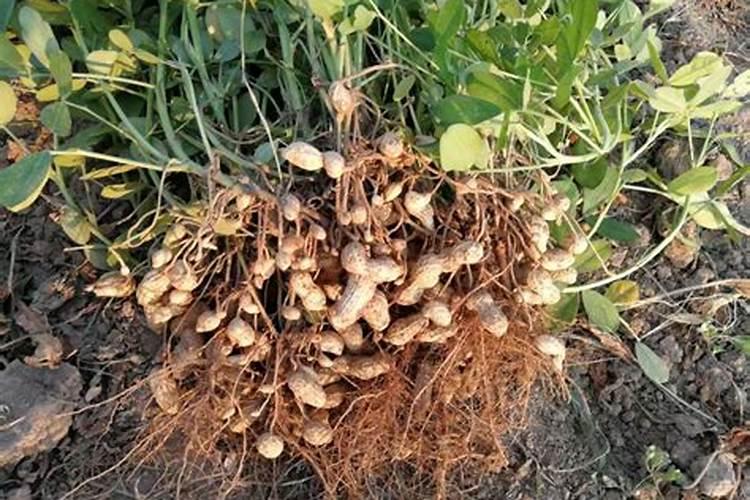 花生缺素有什么表现？如何预防和治理呢？