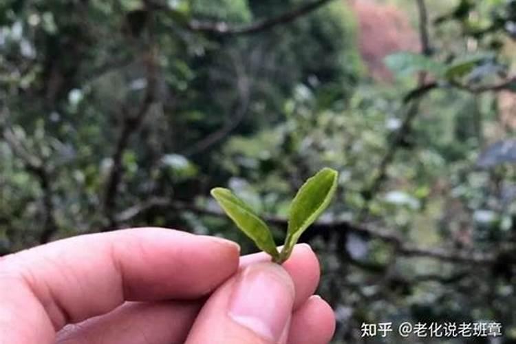 叶子需要的肥料(什么肥料对叶子有好处？)