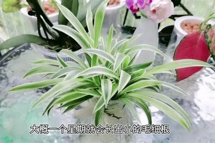 室内植物叶子发黄施肥,及时追施氮肥养护