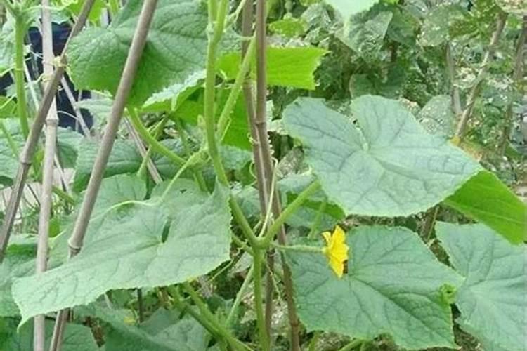 含腐植酸水溶肥叶面肥的说明