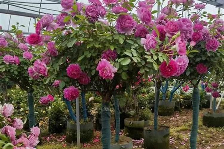 刚嫁接的树状月季下雨有影响吗？