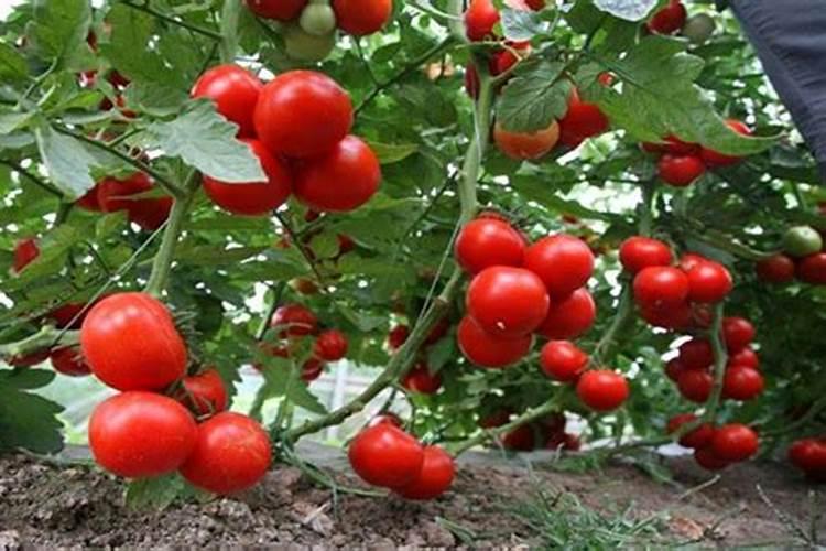 西红柿可以施复合肥吗