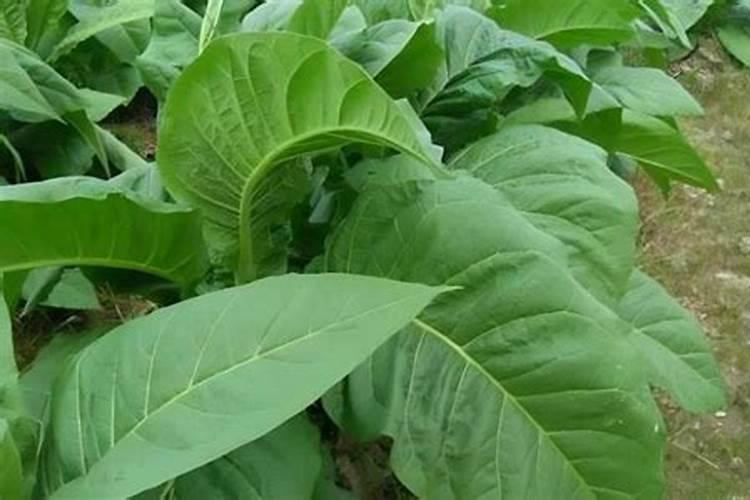 烟叶种植的技术和方法有什么 这三点要注意好!