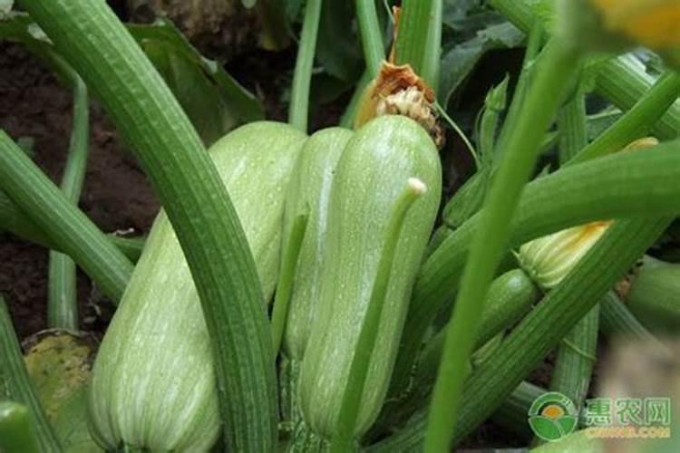 西葫芦露天种植怎么浇水施肥最好