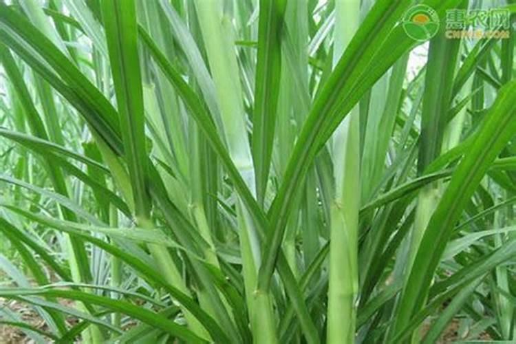 甜象草种植技术和方法