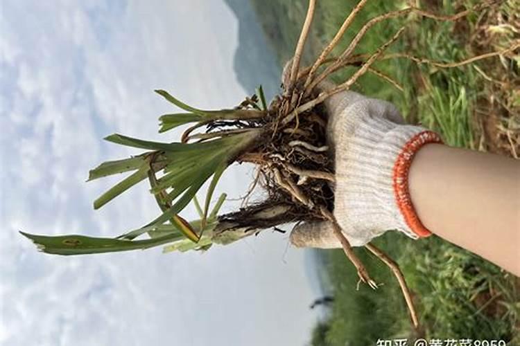 黄花菜正确施肥方法