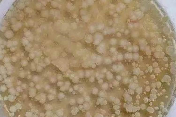 枯草芽孢杆菌是怎样起到抗菌作用的？