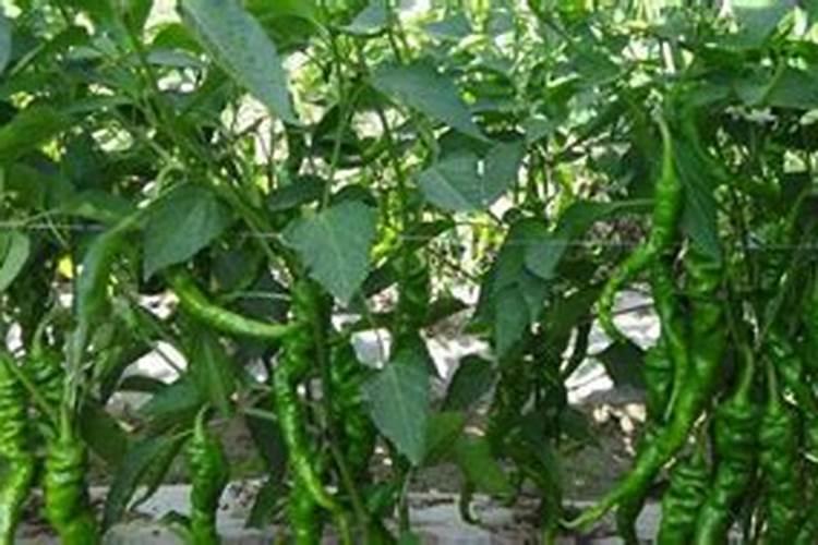 种植辣椒有哪几种施肥方法 施哪种肥比较好