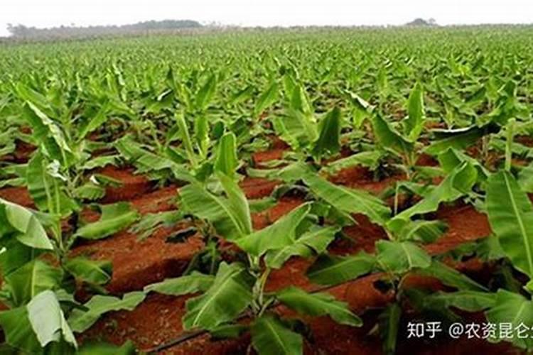 硼肥有什么效果？硼肥常见种类有几种？