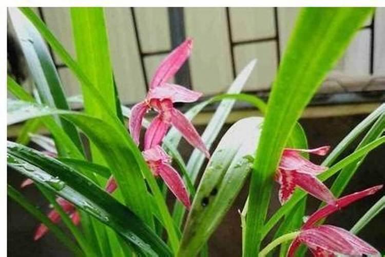 如何预防玉米花返潮？