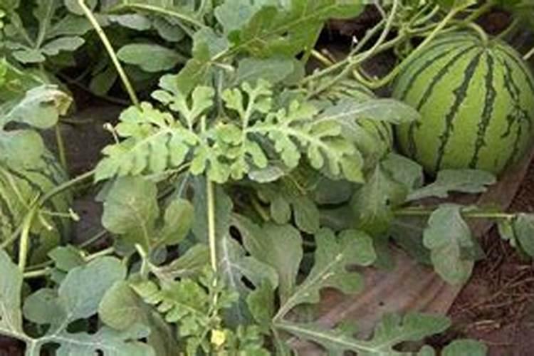 在种植西瓜的时候,一亩西瓜需要用多少农家肥？