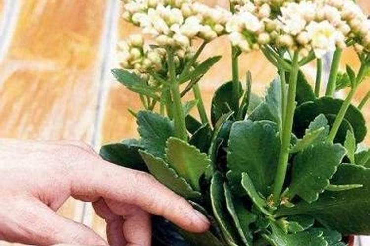 夏天应该怎么给植物浇水施肥 夏天应该如何给植物浇水施肥