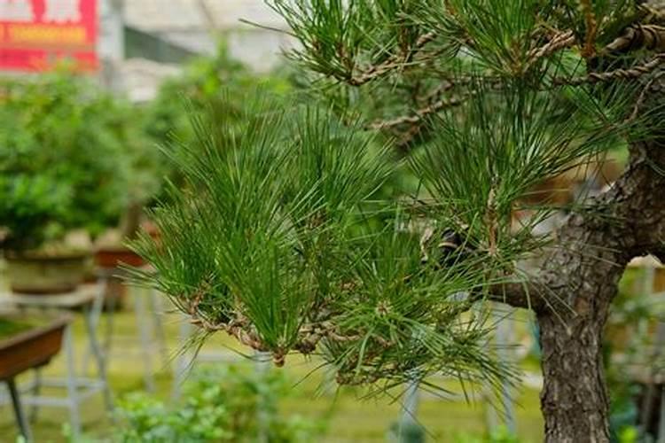 知道的来说下小区的绿化会根据季节调整吗？不同季节能看到不同绿植吗...