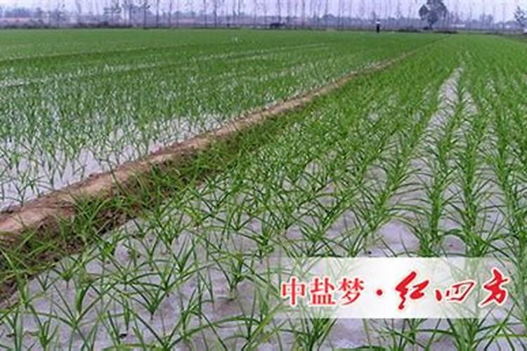 大蒜什么时候浇水施肥最合适