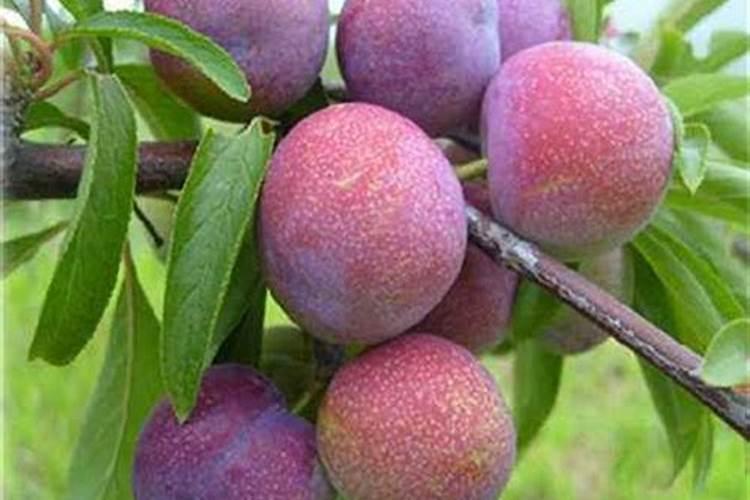 种土豆用什么肥料最好