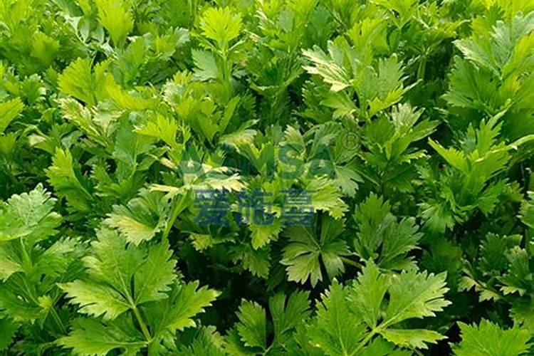 大葱、大蒜和韭菜最怕什么肥料